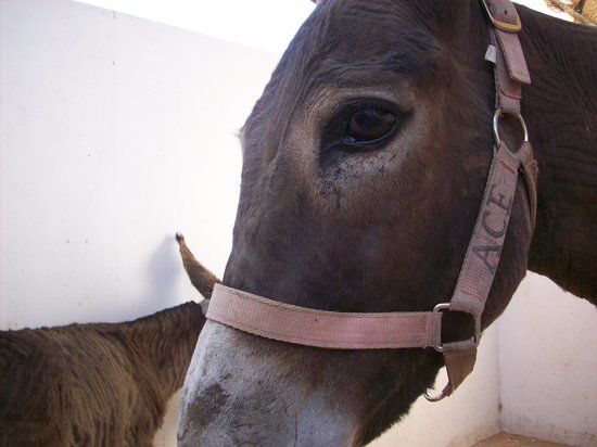 ACE - Animal Care in Egypt